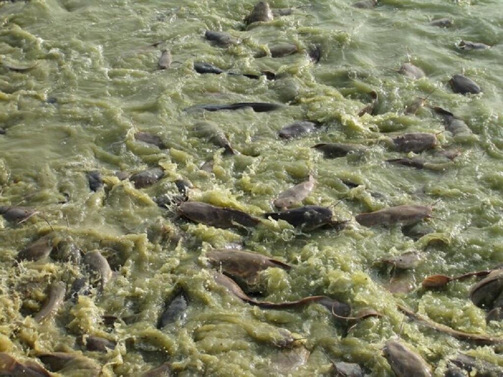 Catfish in Laos