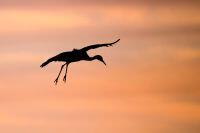 Sandhill Crane