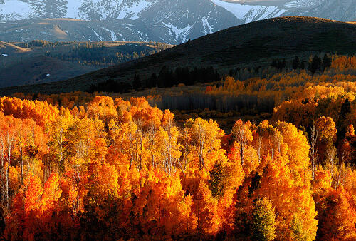 Aspens