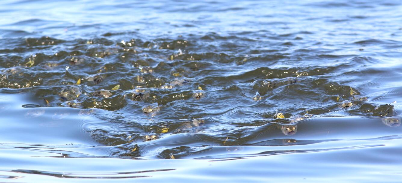 Atlantic Menhaden feeding in the Chesapeake Bay