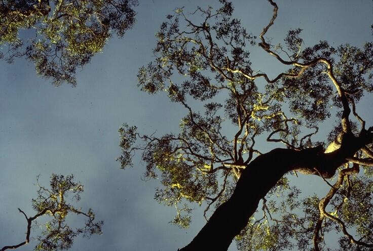 Looking up into a koa forest in Hawai‘i