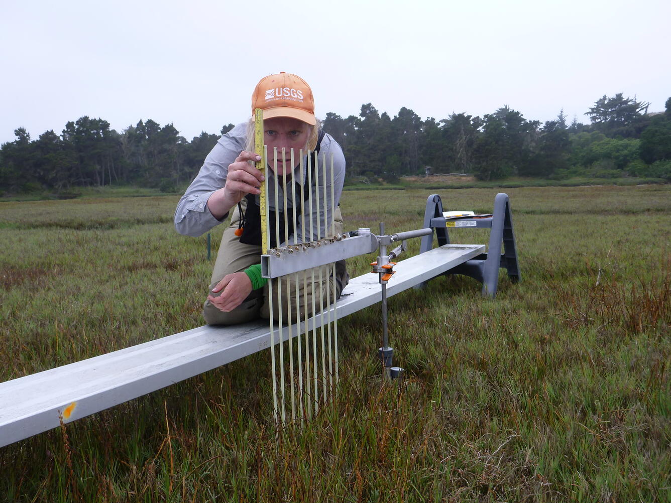 Photo of former USGS employee Kat Powelson measuring marsh accretion.