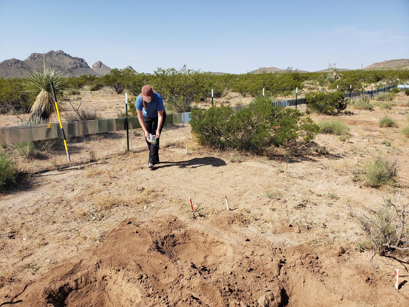 A woman seeds an experiment in the desert. The ground is mostly bare with scattered shrubs and a mountain in the background.
