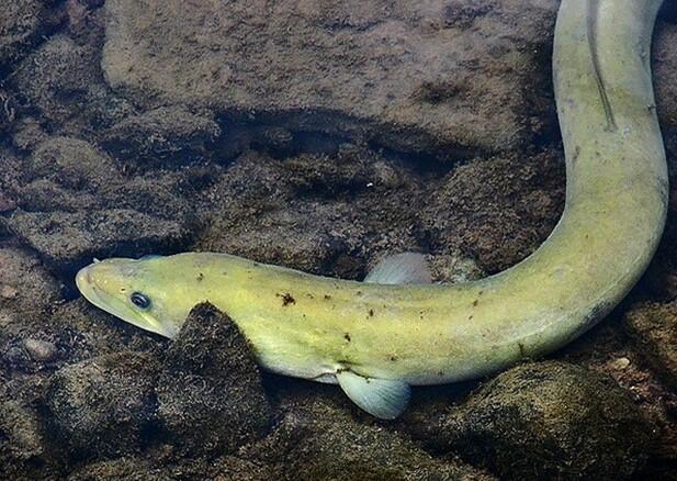 Adult American eel (Anguilla rostrata) 