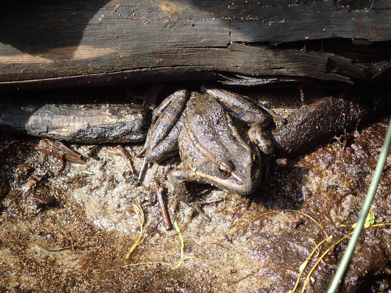 Adult California Red-Legged Frog WERC