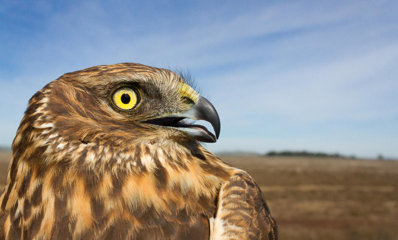 Female northern harrier gaze