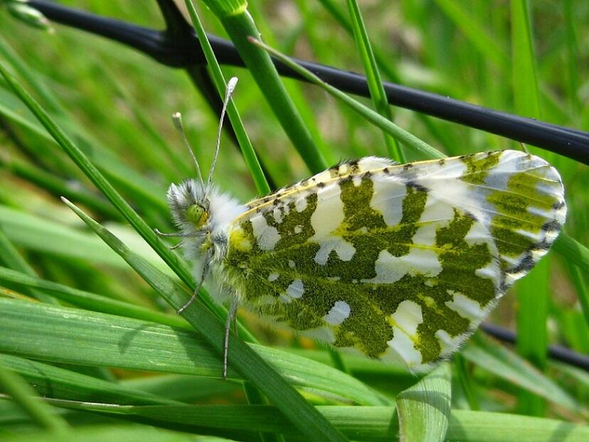 Adult island marble butterfly