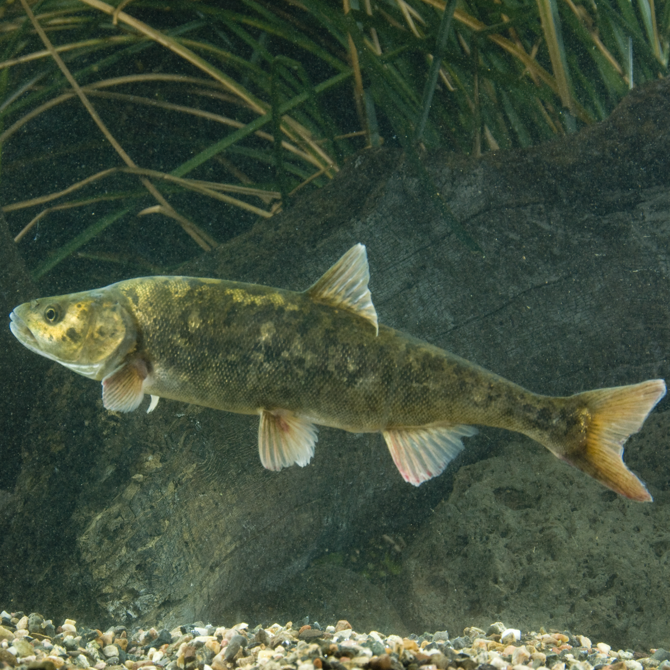 Adult roundtail chub
