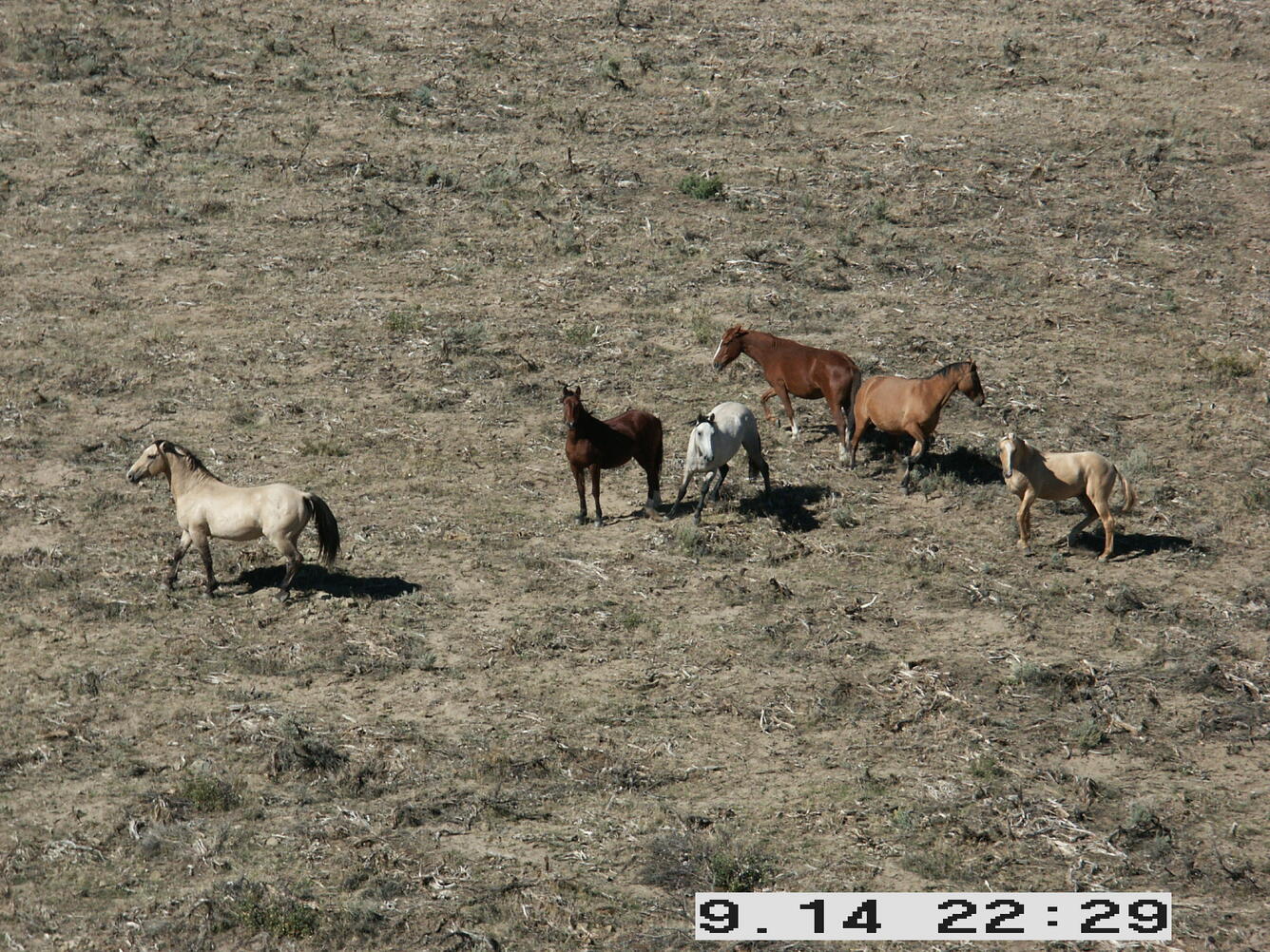 Wild horses on the range.