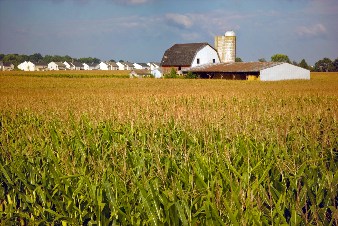 Corn field in front of barn, silo, and houses 
