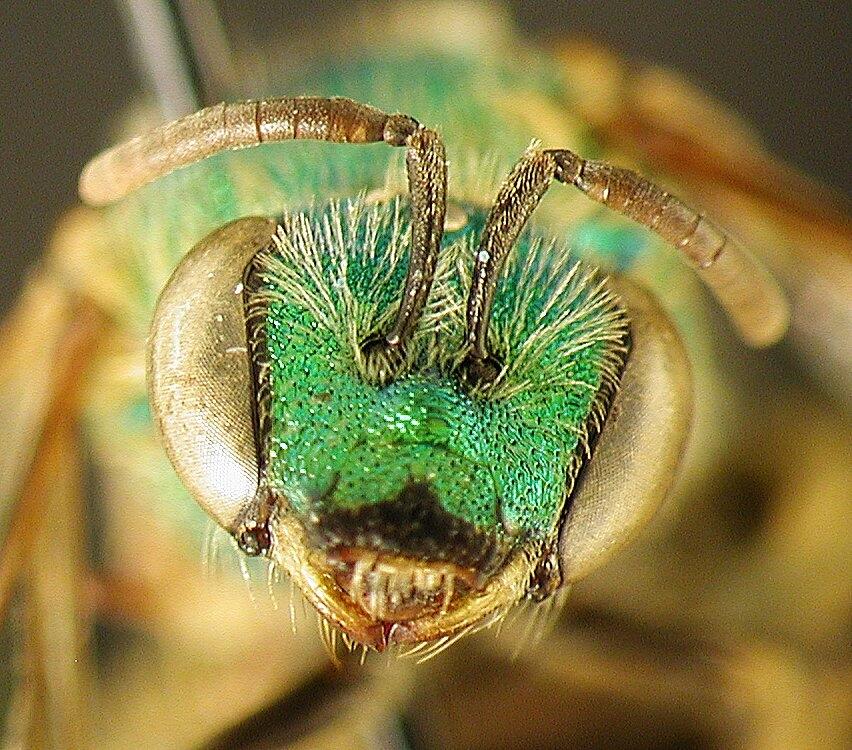 Female Sweat Bee (Agapostemon sericeus)