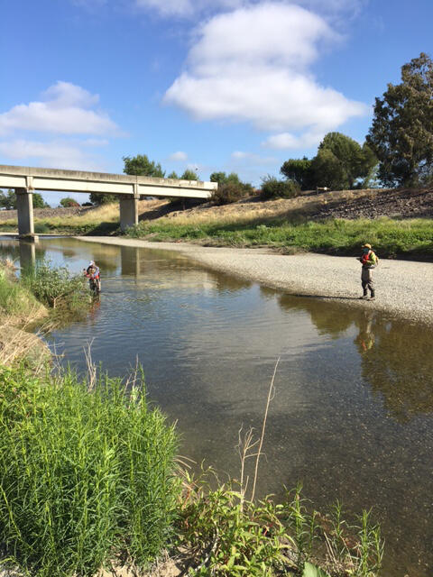 Habitat sampling along Alameda Creek, CA
