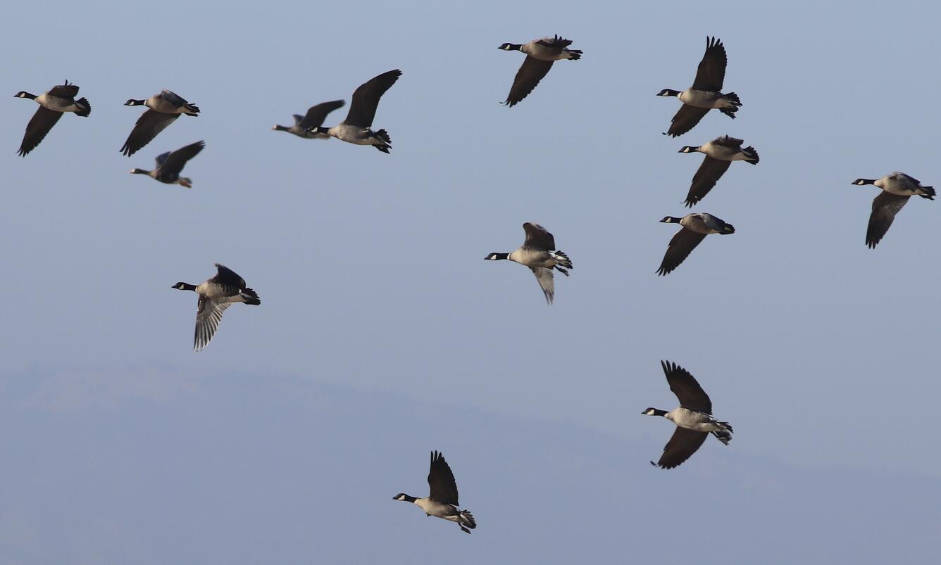 Flock of 13 geese in flight