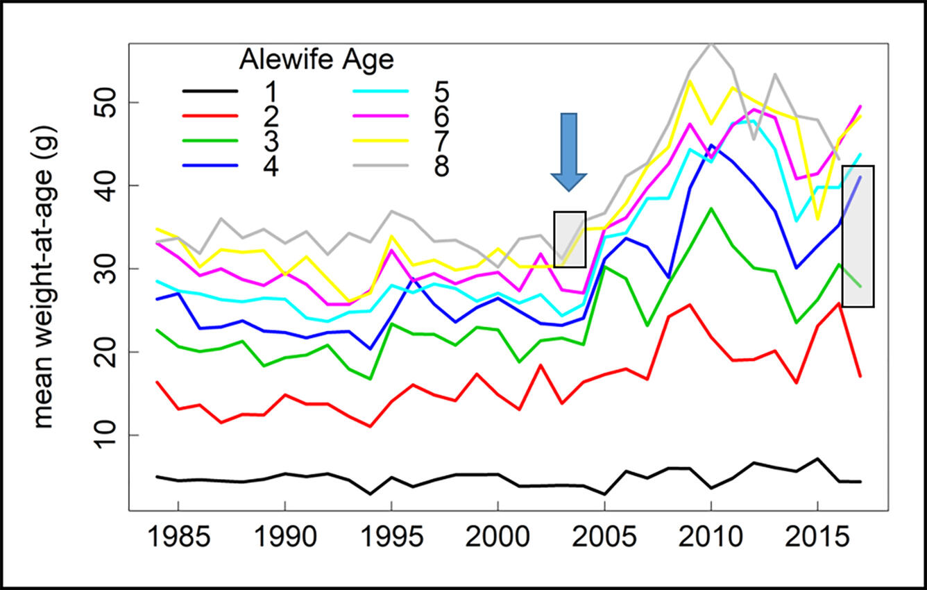 Graph of Mean Weight-at-Age of Alewife by year