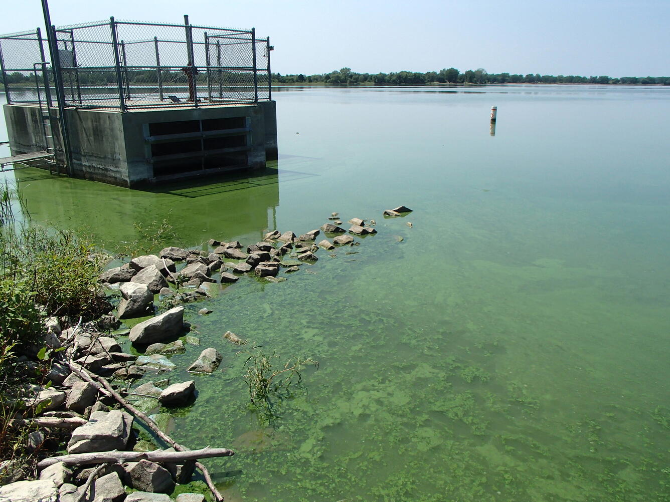 Harmful algal bloom in Willow Creek Reservoir, August 2014