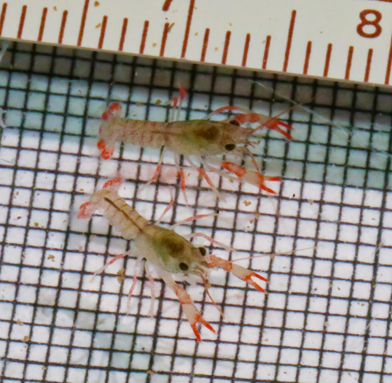 Juvenile crayfish