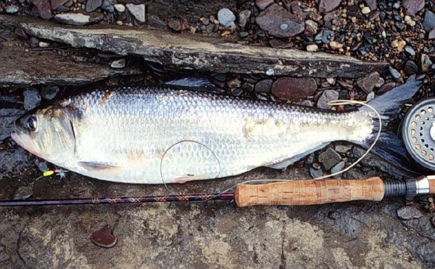 American Shad