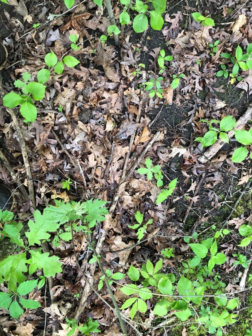 View of ground covered in leaf litter with a camouflaged American toad.