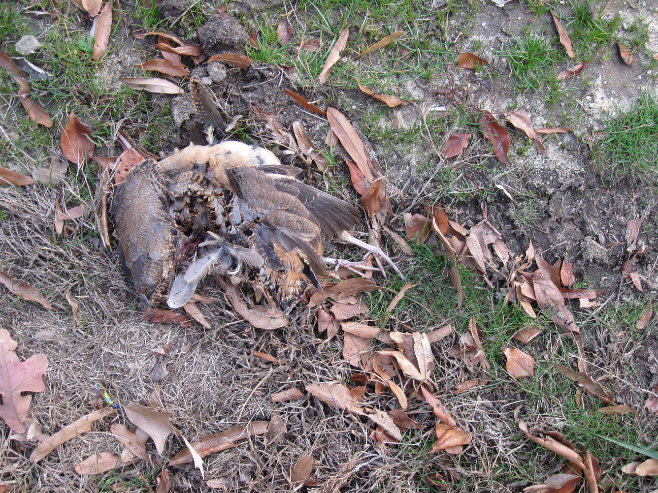 American Woodcock Mortality