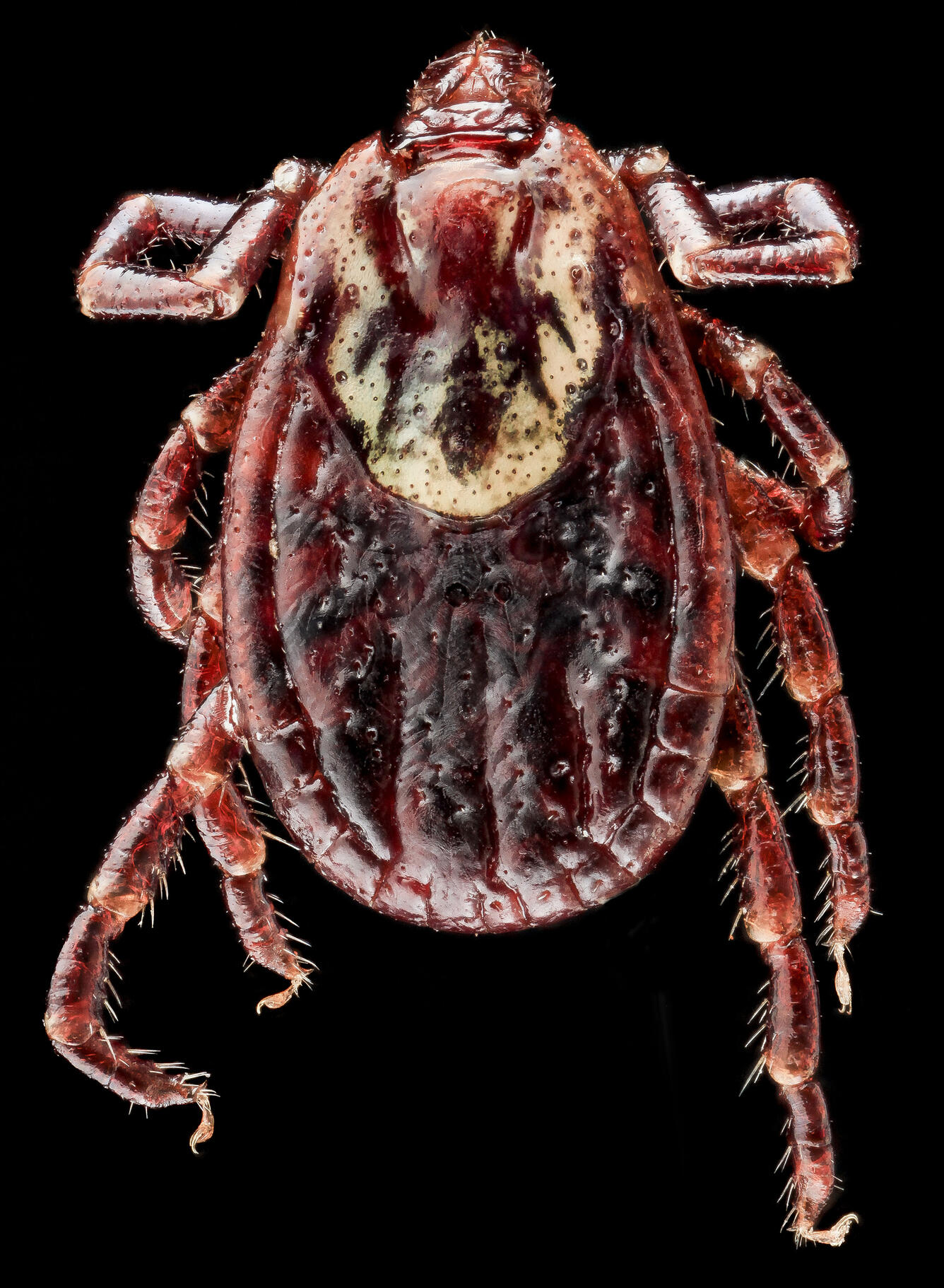 American Dog Tick (Dermacentor variabilis)