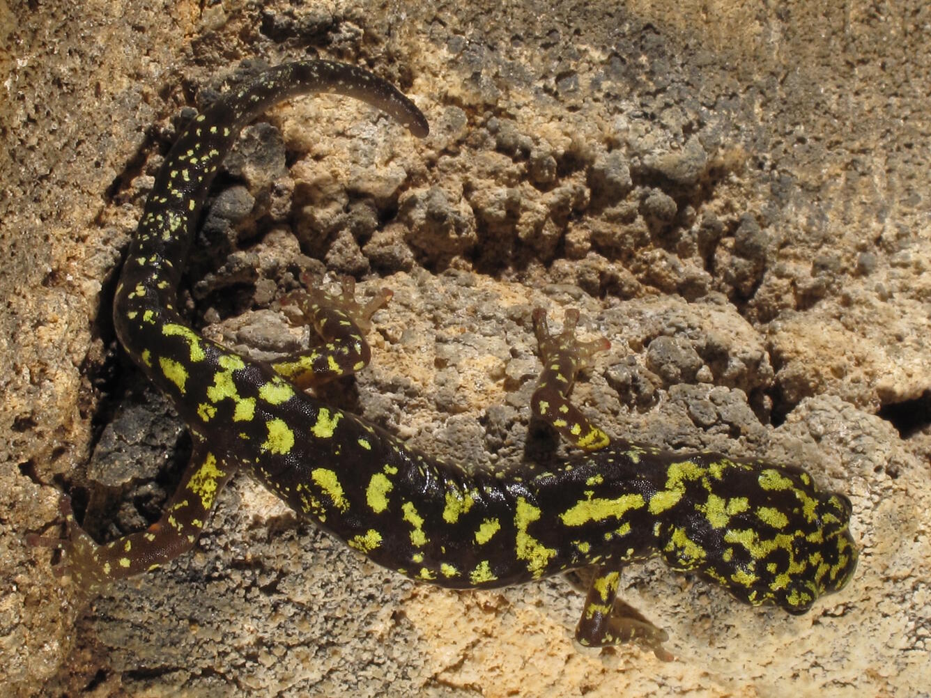 Aneides aeneus (green salamander)