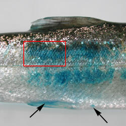 Appearance of descaling site exposed to fast green FCF dye