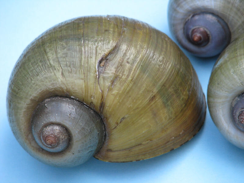 Apple Snail Shell