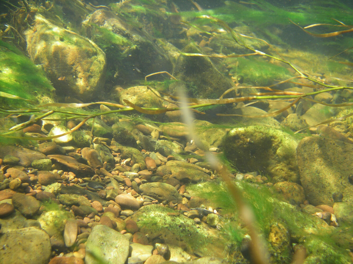 Aquatic Ecology pic