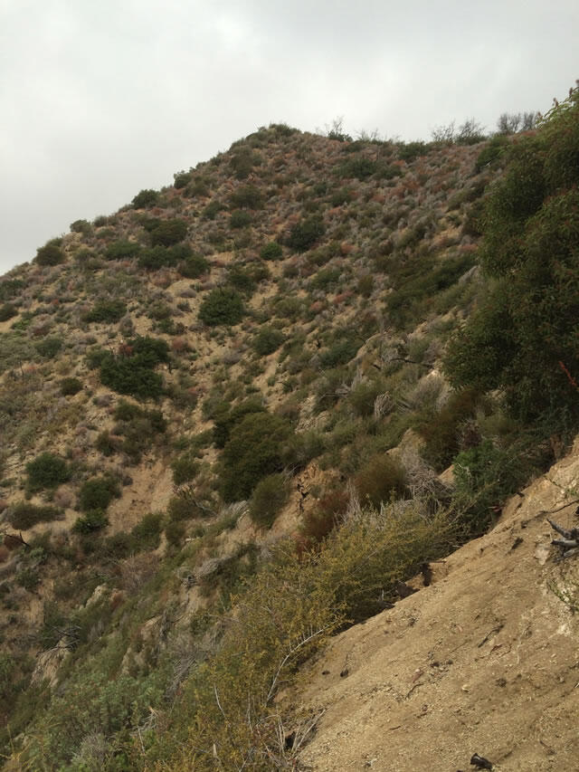 View of the San Gabriel Mountains just after the wildfire showing regrowth of vegetation