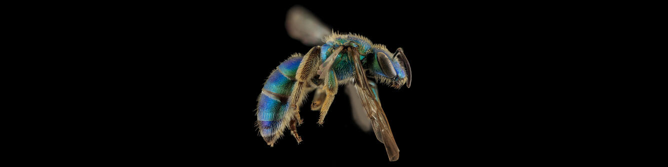 Blue-green Metallica, Augochloropsis sumptuosa