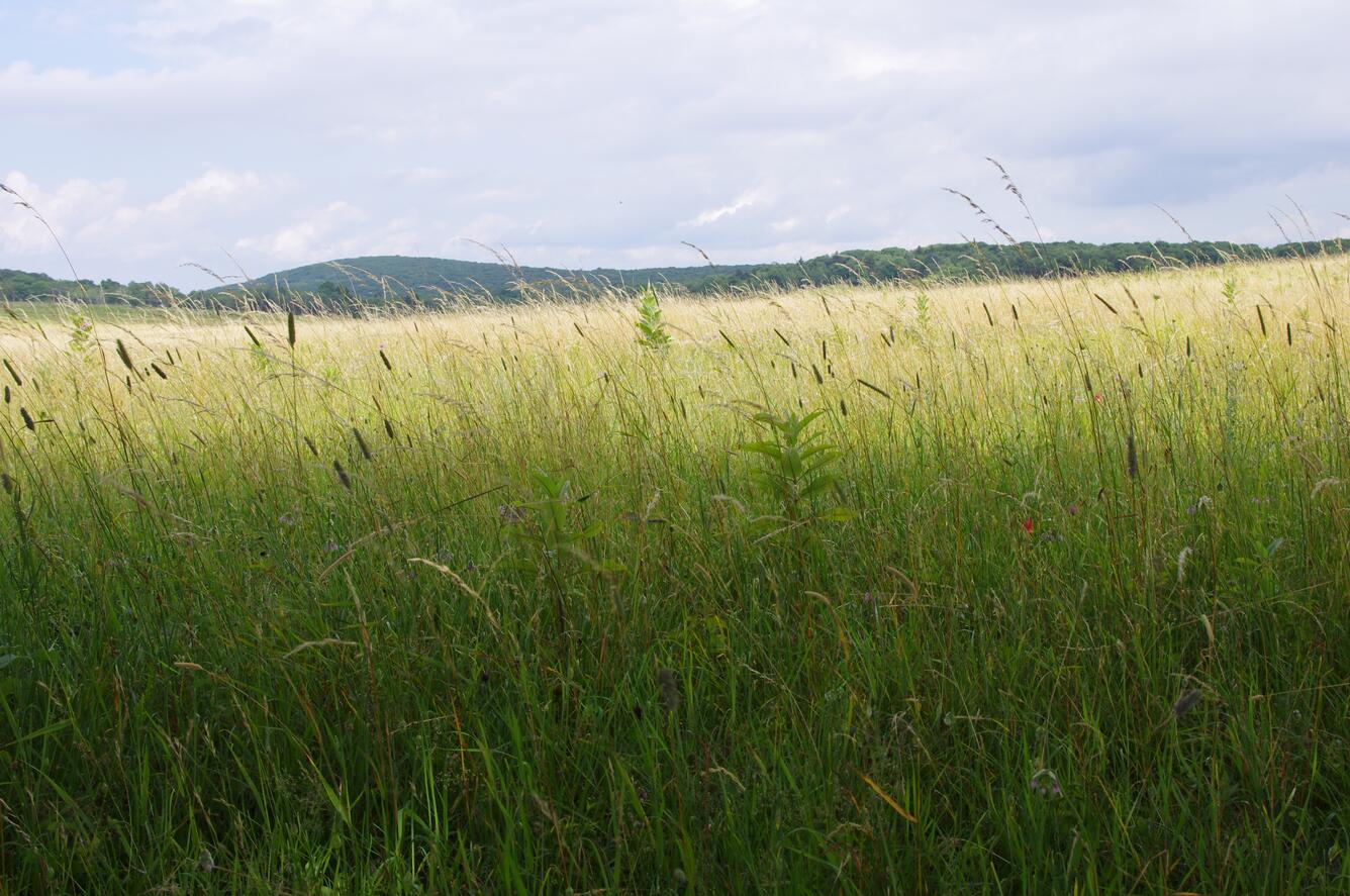 Grasses in Big Meadows in Shenandoah National Park Virginia