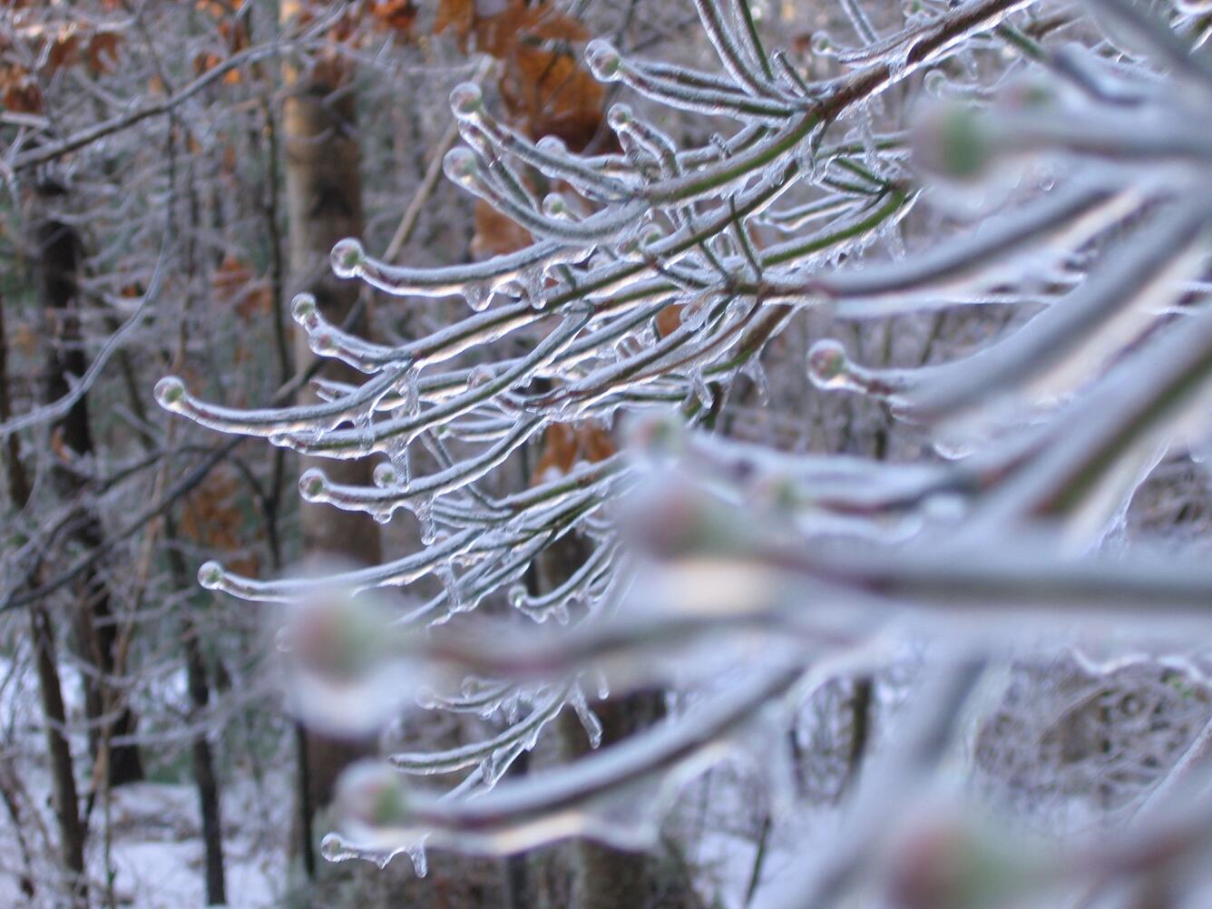 Ice-covered spring tree buds.