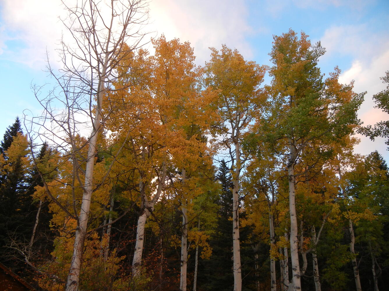 Photo of trees in autumn