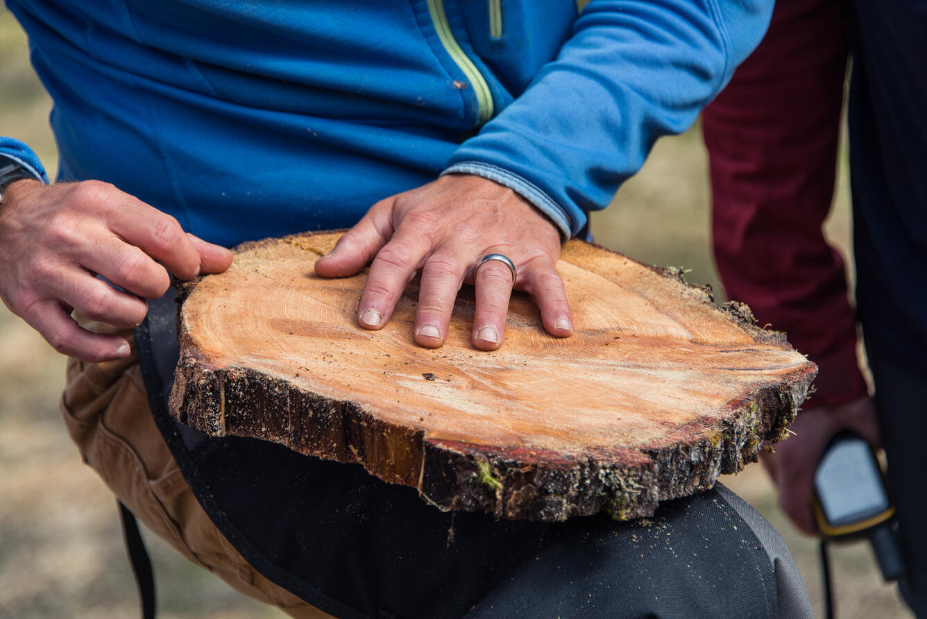 USGS researcher Erich Peitzsch holds a tree cross section to look for irregular rings.