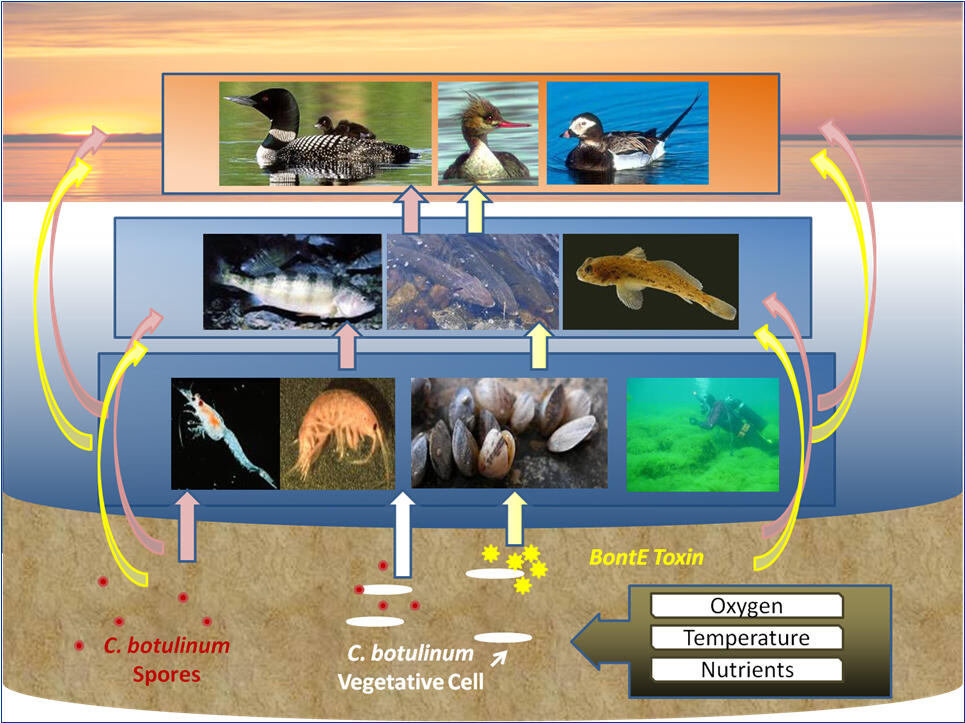Color Illustration of Avian Botulism transport through species