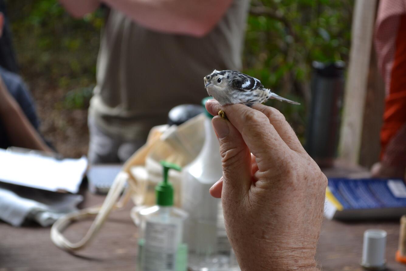 Black and white warbler being held in hand in bander's grip