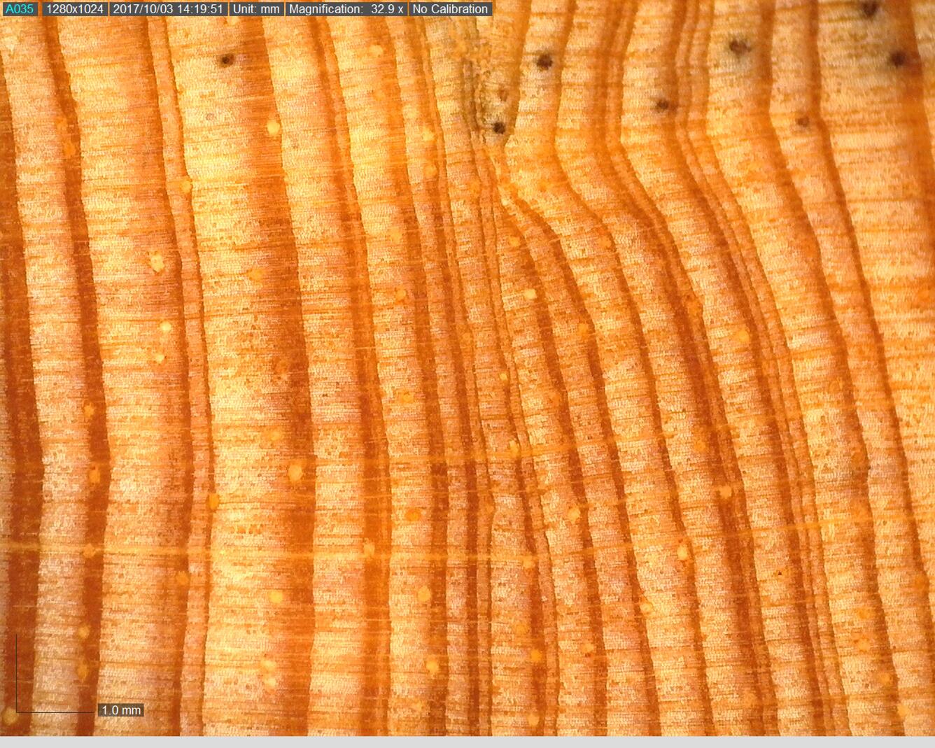 Ponderosa pine rings