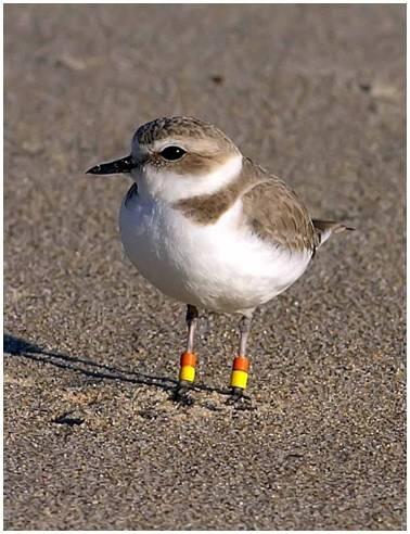 BBL Marked Plover
