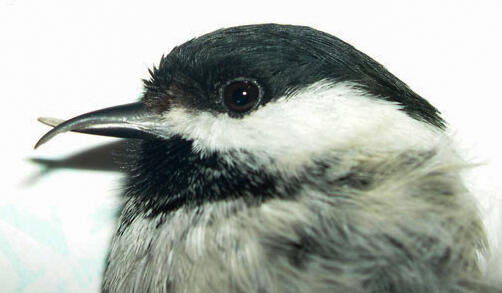 Small bird with crossed beak