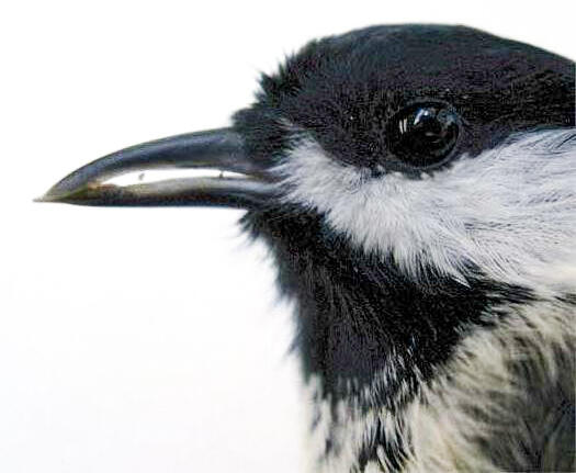 Small bird with gap between it's beak
