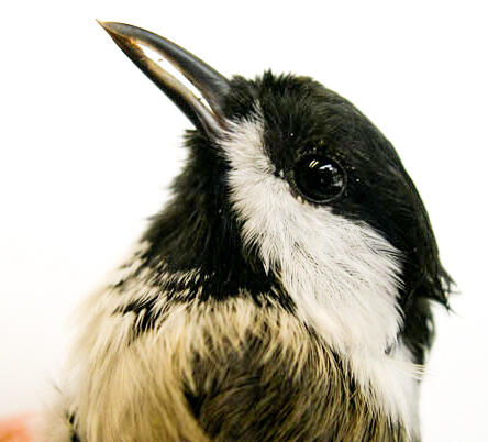 Small bird with a gap between it's beak