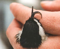 Scientist holding a small bird with a top beak curved to the right