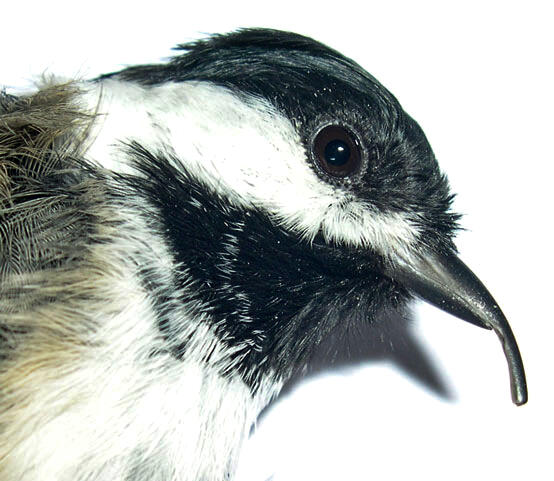 Small black and white bird with upper beak longer but broken off at end