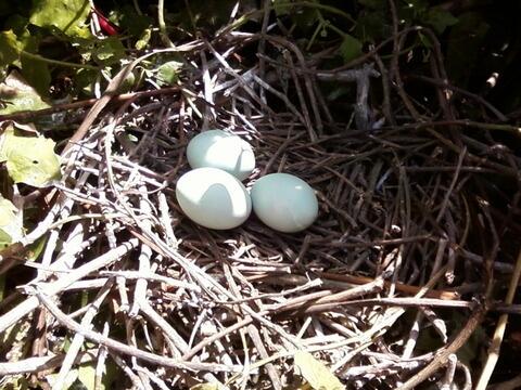 Photo of Black-crowned Night Heron's nest