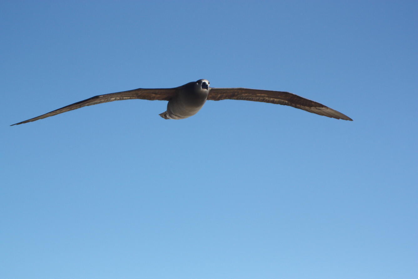 Black-footed albatross flying in a blue sky