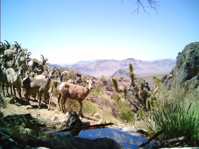 Bighorn Sheep
