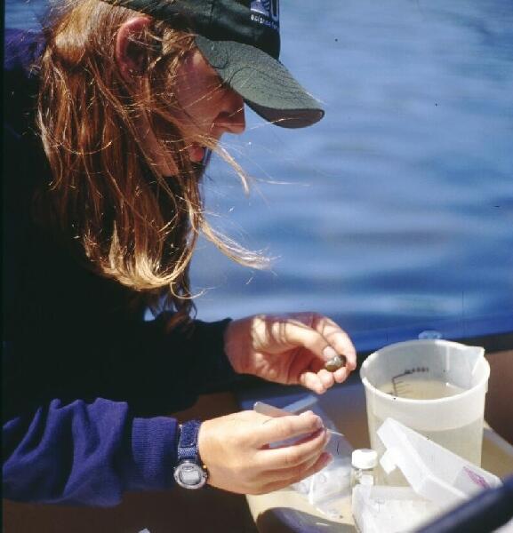 dwarf mussel sampling