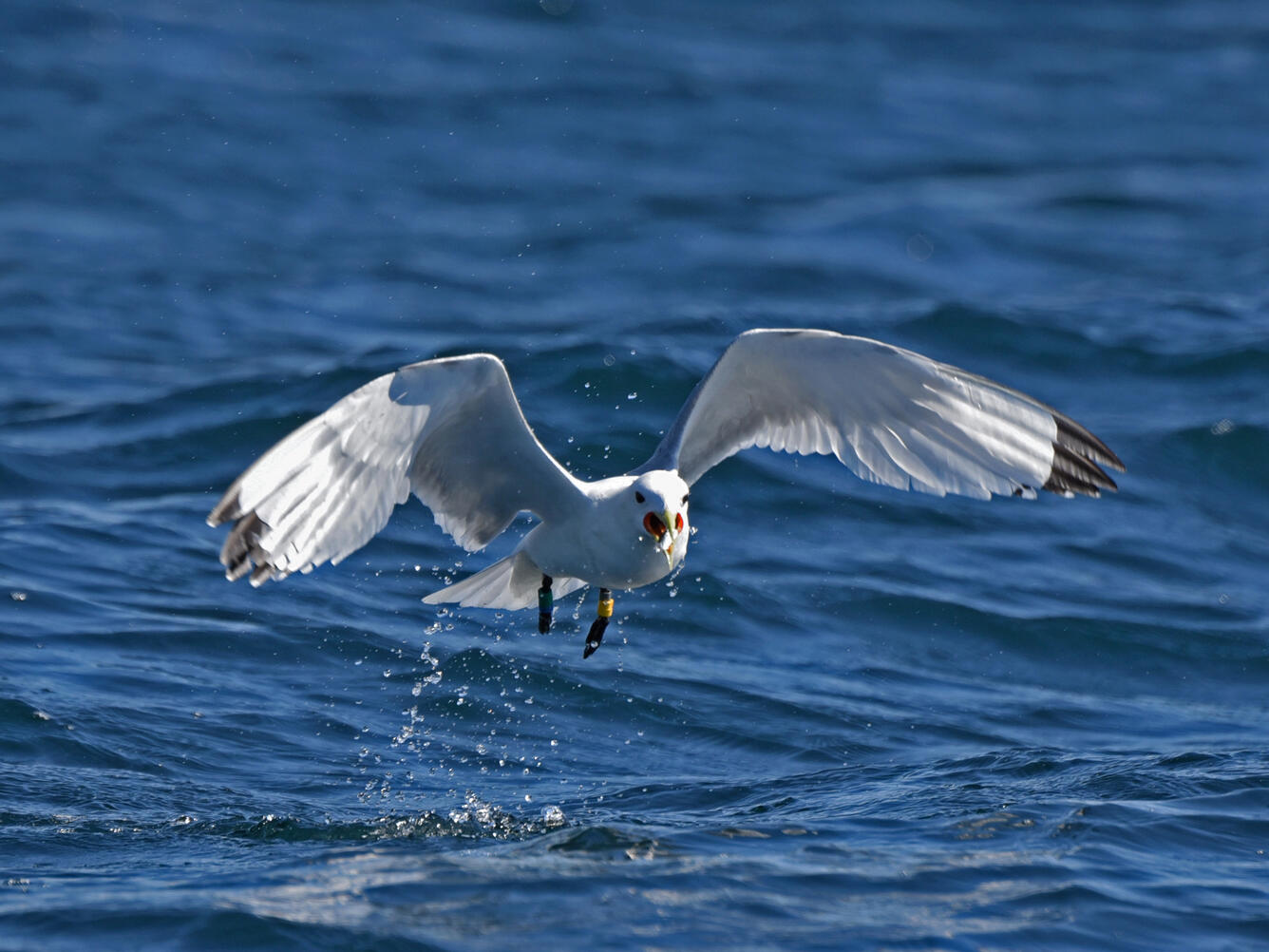 A banded Black-legged Kittiwake with a juvenile Pacific herring in bill