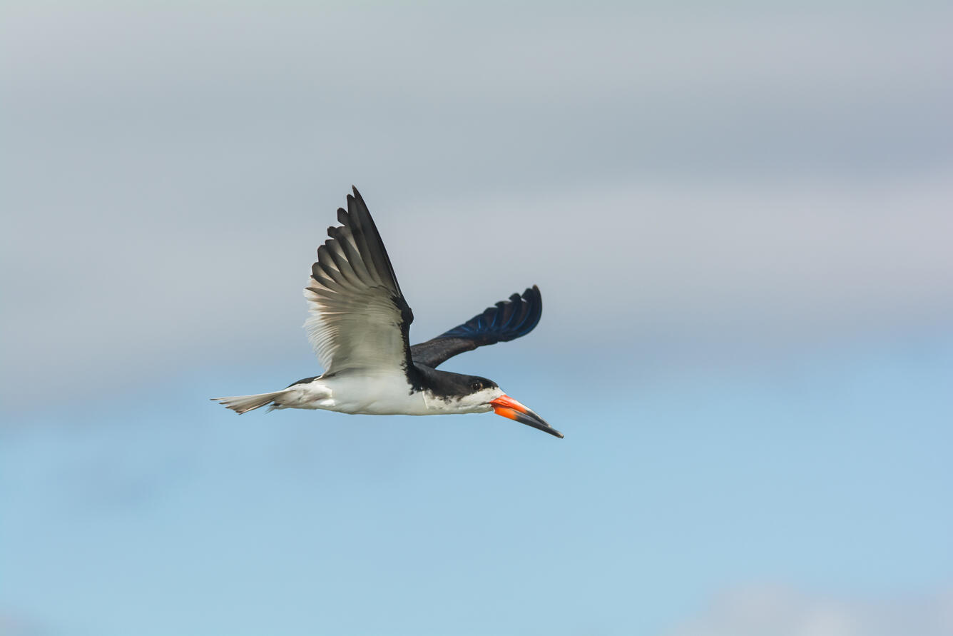 WERC Black Skimmer in flight