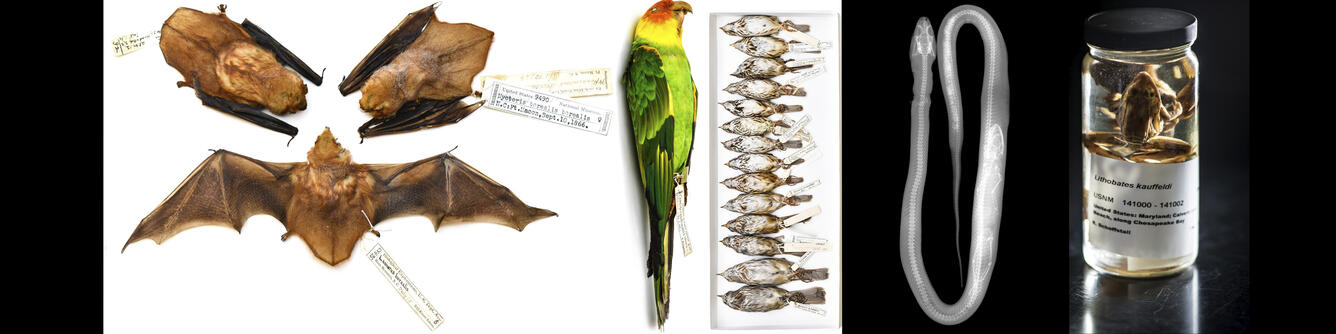 BSU Montage, Bats, Birds, Snakes and Frogs